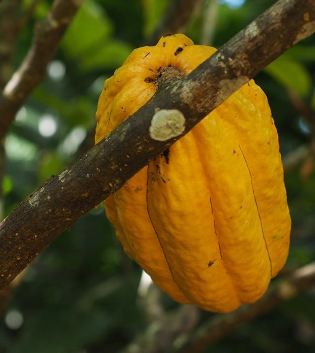 cacao-min